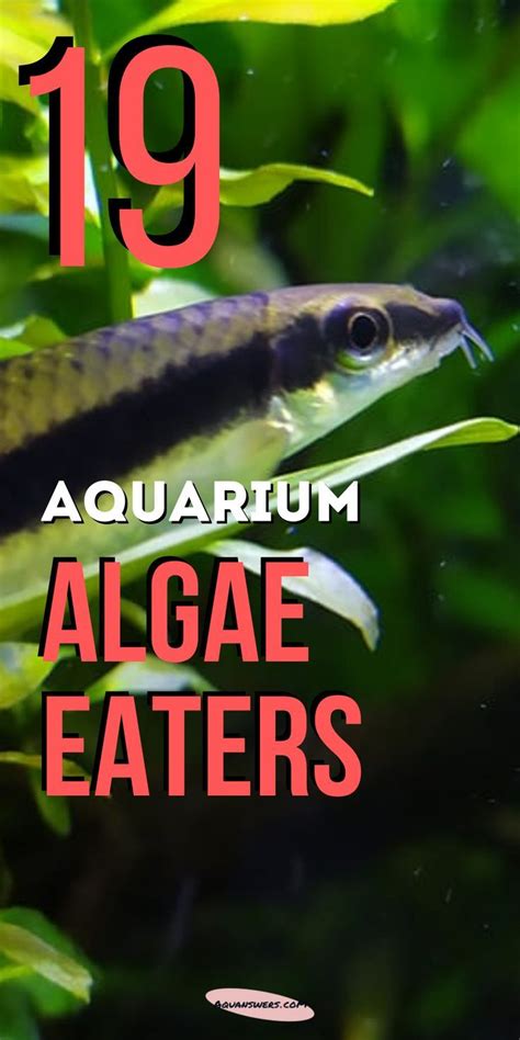 20 Hair Algae Eaters for a SPOTLESS Aquarium .